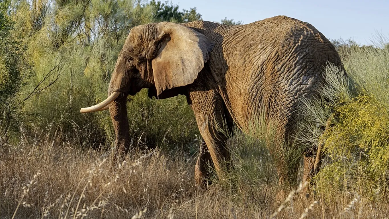 Le sanctuaire d'éléphants d'Alentejo accueille son premier résident