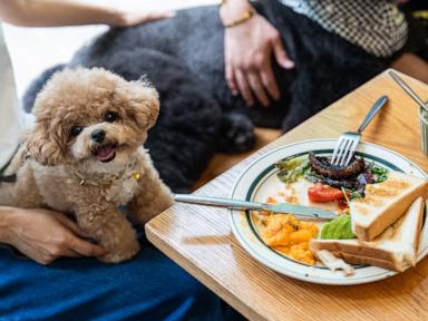 Hong Kong autorise les chiens dans plus de 900 restaurants